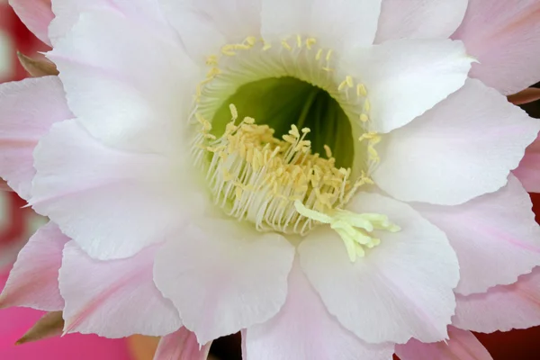 Цветок кактуса (Echinopsis eyriesii ) — стоковое фото