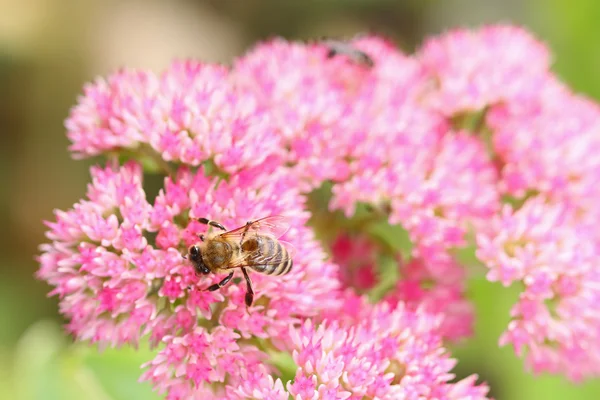 Closeup της μια μέλισσα στον Fette Henne (Sedum spectabile) — Φωτογραφία Αρχείου