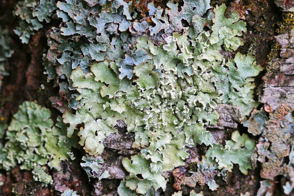 Lichen on wood bark — Stock Photo, Image