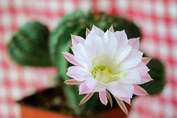 Flor de cactus (Echinopsis eyriesii ) — Foto de Stock