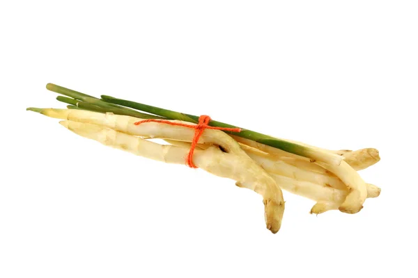 Radice di rizoma di zenzero fresca e giovane — Foto Stock