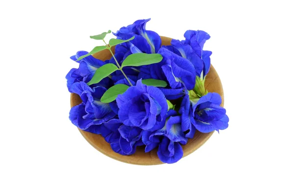 Clitoria ternatea (蝴蝶豌豆、 蓝色豌豆) — 图库照片