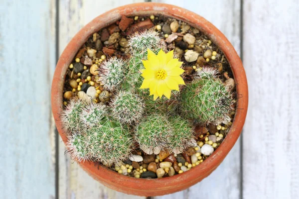 Flor de cacto (Mammillaria Balsasoides ) — Fotografia de Stock