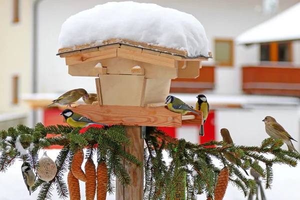 オーストリアのカラフルなスズメ目の鳥の (おっぱい) — ストック写真