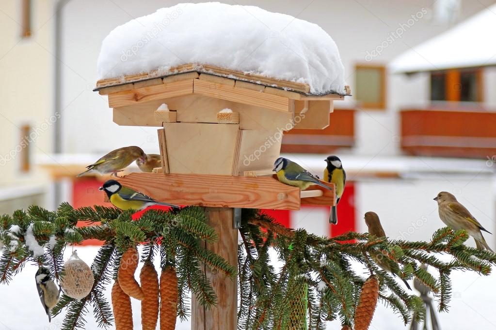 Colorful Passerine birds (The tits) in Austria