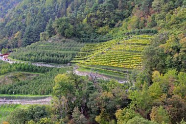 Vineyard at Bolzano in Italy
