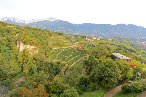 Vinhedos e plantação de maçãs no distrito de Burggrafenamt, no sul do Tirol, Itália — Fotografia de Stock