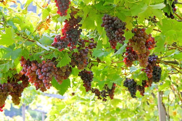 Vineyard in Lana, South Tyrol, Italy — Stok fotoğraf