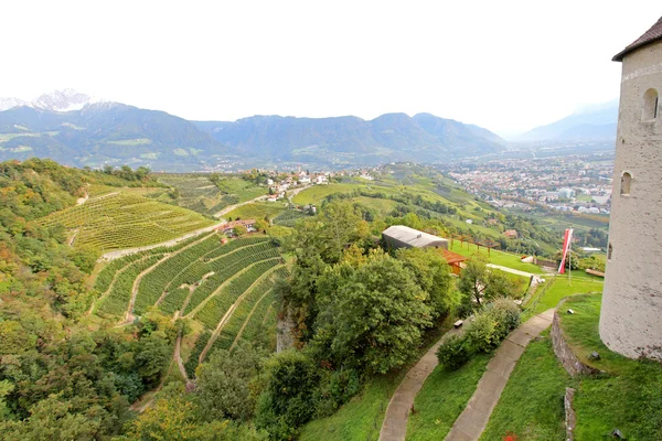 Vineyards and Apple plantation in South Tyrol, Italy — Stok fotoğraf