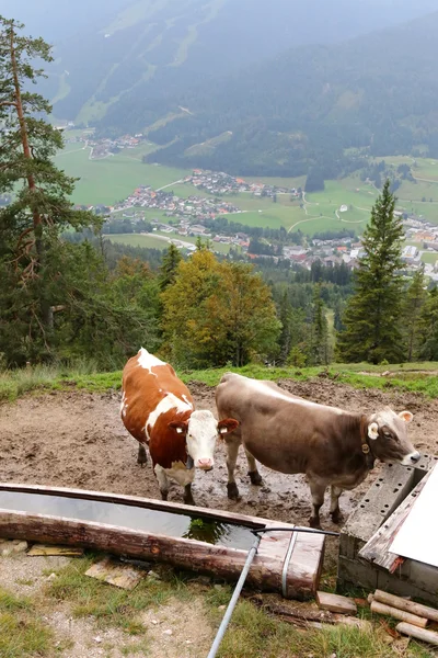 Vacas de pie junto a un bebedero de madera lleno de agua — Foto de Stock