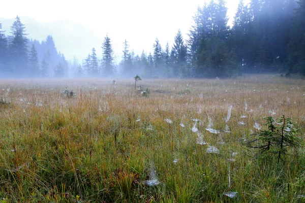 Um campo nebuloso cheio de teias de aranha — Fotografia de Stock