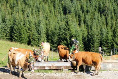 Tyrol, Avusturya için sığır sürücü (Almabtrieb Festivali) sırasında Avusturya inekler