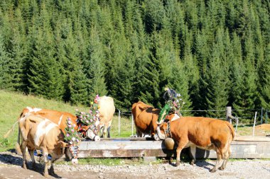 Austrian cows during a cattle drive (Almabtrieb Festival) in Tyrol, Austria clipart