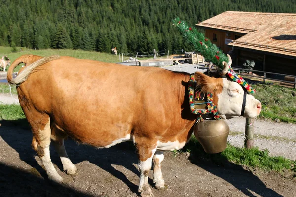 Vaca austriaca con un tocado durante una campaña ganadera (Festival Almabtrieb) en Tirol, Austria — Foto de Stock