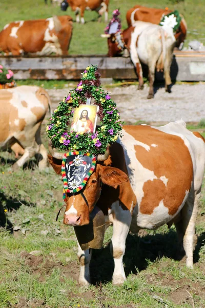 オーストリア、チロルの牛ドライブ (Almabtrieb 祭) 中にヘッドドレス オーストリア牛 — ストック写真