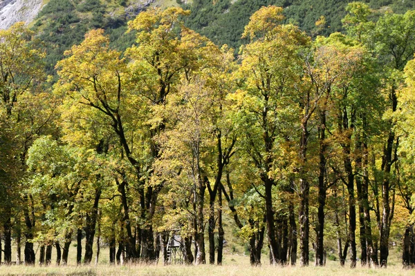 槭树 (更多 Ahornboden) 在秋天在奥地利蒂罗尔 Karwendel 山 — 图库照片