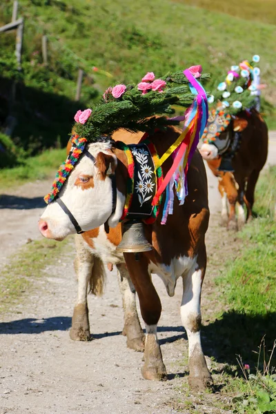 オーストリア、チロルの牛ドライブ (Almabtrieb 祭) 中にヘッドドレス オーストリア牛 — ストック写真