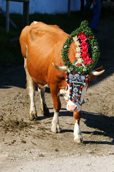 オーストリア、チロルの牛ドライブ (Almabtrieb 祭) の間にオーストリアの牛 — ストック写真