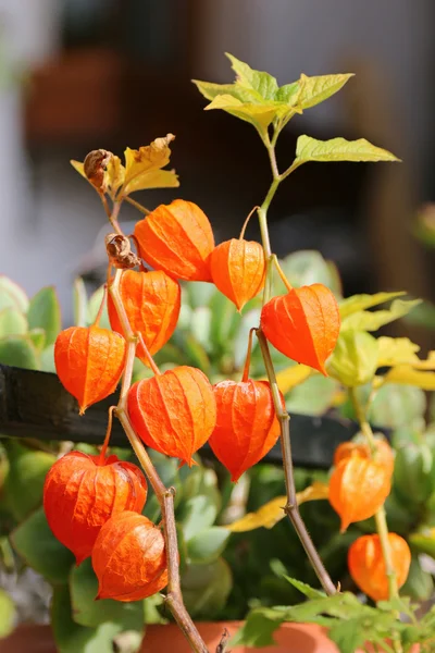 Plantas de la linterna china (Physalis alkekengi ) — Foto de Stock