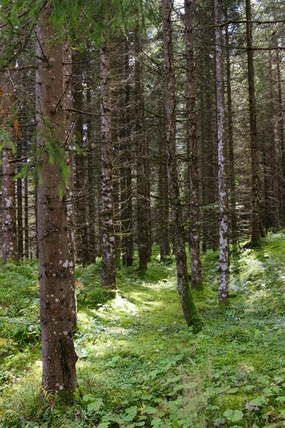 Many pine trees growing in the forest in Europe — Stock Photo, Image
