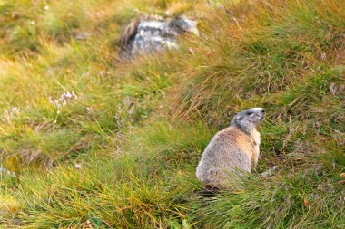 Grossglockner, yeşil çayır üzerinde Alp Dağ sıçanı