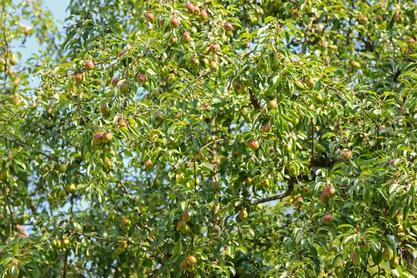 A Pear tree bearings many fruit during summer — Stock Photo, Image