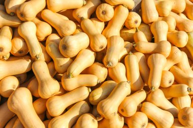 Tereyağı sosu, Butternut kabak (Cucurbita moschata)