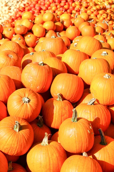 Large pumpkins in the sun in Europe — Stock Photo, Image