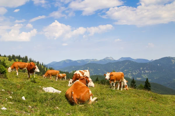 Vacas austríacas relajándose en el prado alpino — Foto de Stock