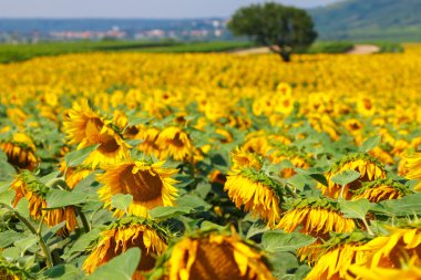 Ayçiçeği: Burgenland, Austria alanında