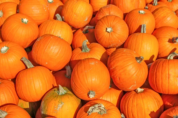 Large pumpkins in the sun in Europe — Stock Photo, Image