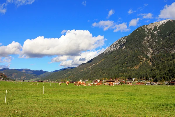 Oostenrijkse koeien gras eten op de vallei van Achenkirch — Stockfoto