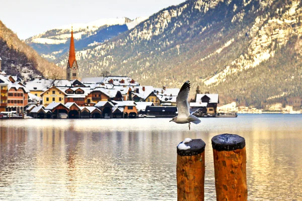 A Gull flying with the Hallstatt village visible in the background — стокове фото