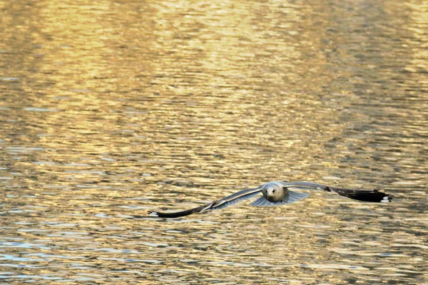 A Gull flying above the lake at Hallstatt, Austria — Stock fotografie