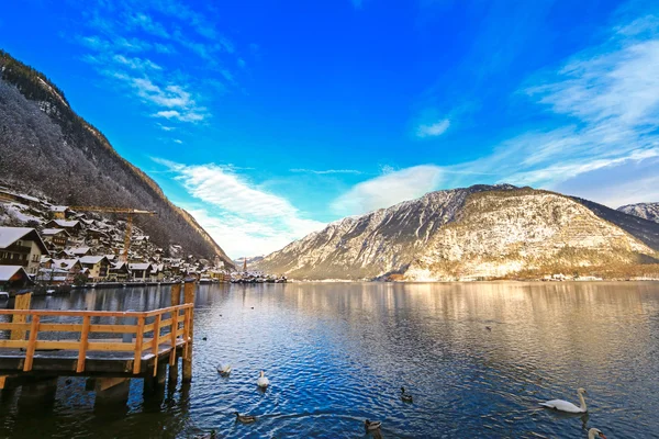 A flock of swans and Mallards swimming at Hallstatt lake, Austria — Stock Photo, Image