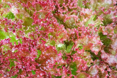 Bahçede kırmızı kıvırcık marul salata yaprakları