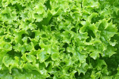 Ev yeşil kıvırcık yetiştirilen marul salata yaprakları