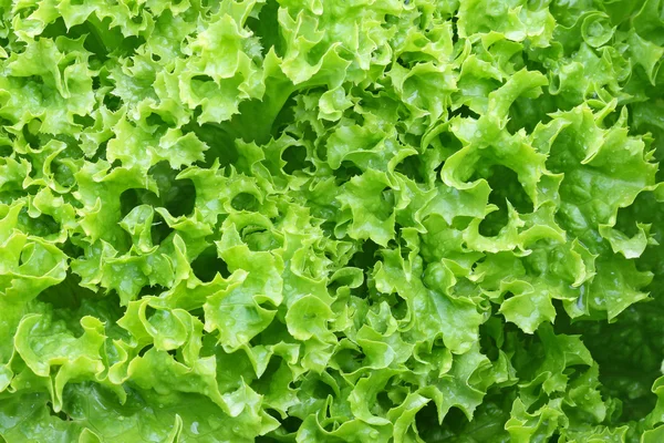Domu uprawianych Green kręcone sałata sałatka z liści — Zdjęcie stockowe