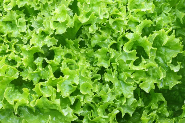 Home grown Feuilles de salade de laitue frisée verte Images De Stock Libres De Droits