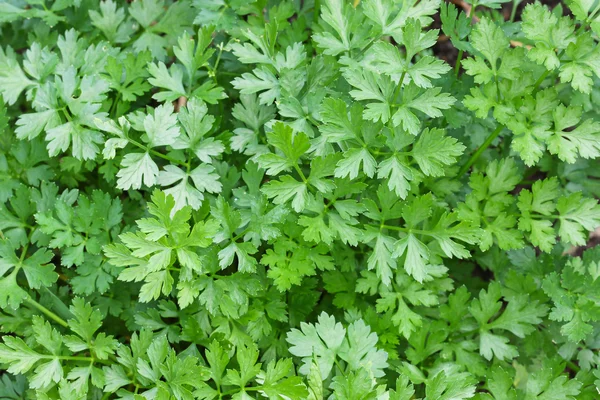 Home grown Flat leaved Parsley in a pot — Stock Photo, Image