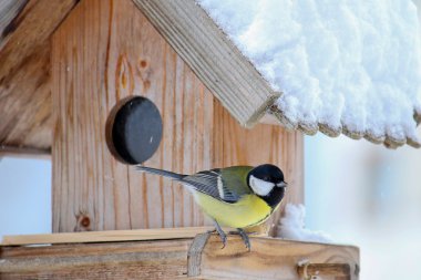 Kış aylarında ahşap kuş Besleyici, büyük baştankara kuş (Parus major, Kohlmeise)