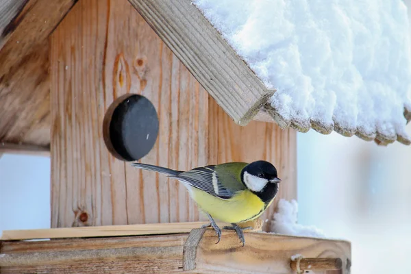 Большая синица (Parus major, Fesse) на деревянной птичьей кормушке зимой — стоковое фото