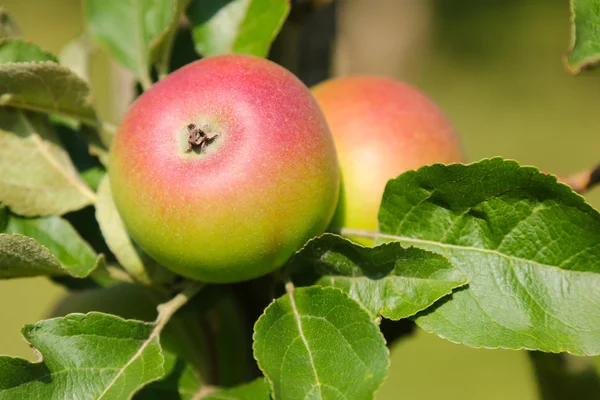 Crown Prince Rudolf (Kronprinz Rudolf) apple tree with fruit in Austria — Stock Photo, Image