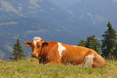 Beyaz noktalar bir çayır üzerinde rahatlatıcı ile Avusturya kahverengi inek