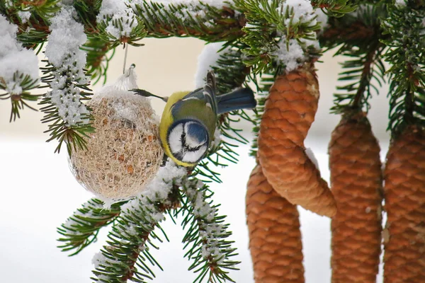 O pássaro Eurasian Blue Tit (Parus Caeruleus, Blaumeise ) — Fotografia de Stock