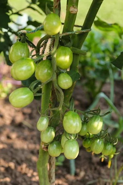 Primer plano de los tomates ciruela inmaduros en su vid — Foto de Stock