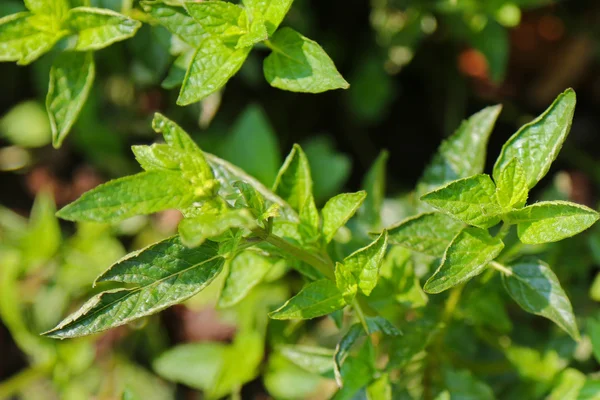 Menta ibrida - Piante di menta al cioccolato — Foto Stock