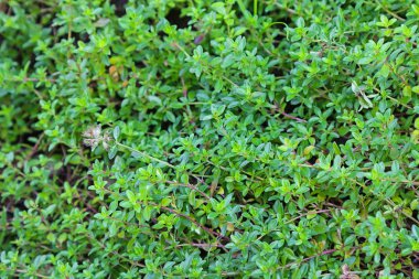 Kekik (Arenaria serpyllifolia)