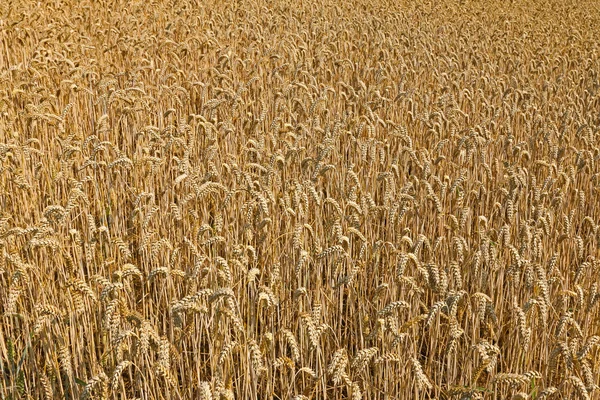 Пшеничне поле готове до збирання — стокове фото