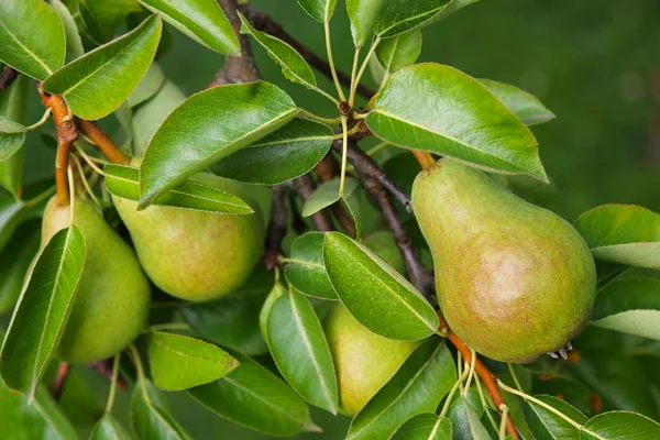 Pear tree with its fruit during summer season — Stock Photo, Image